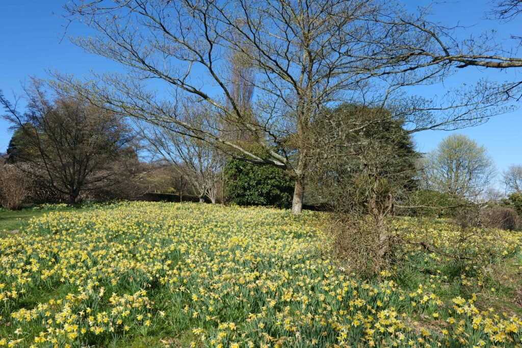 Emmetts Garden in late March