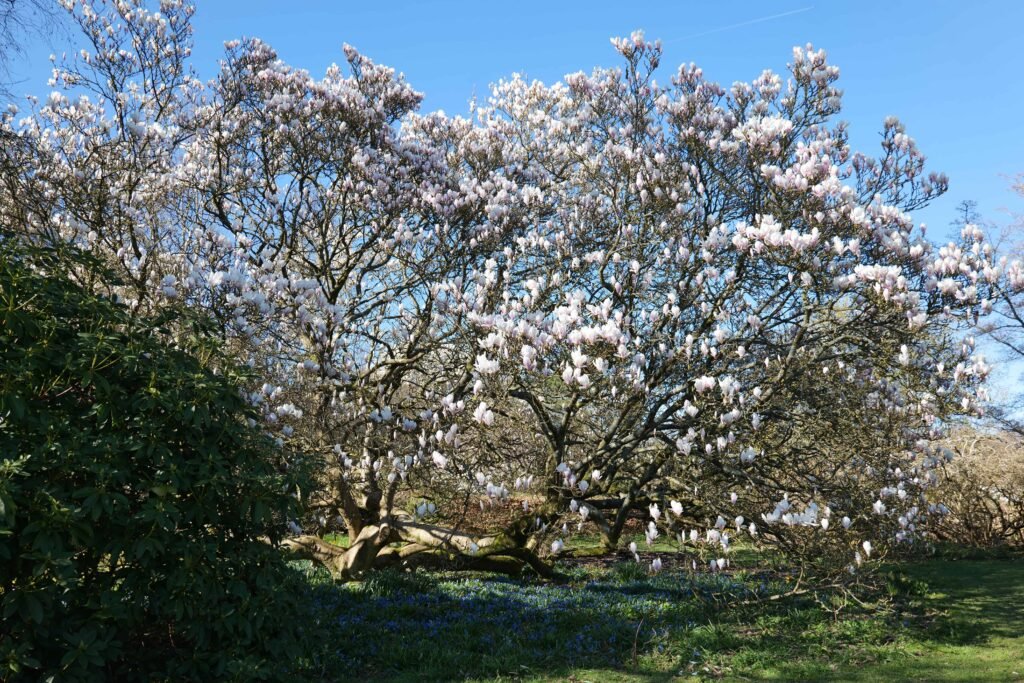 Magnolia tree in full bloom