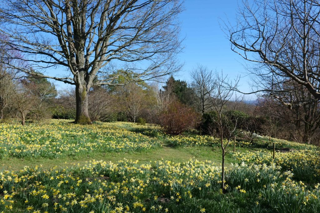 Emmetts transformed by yellow daffodils in bloom!