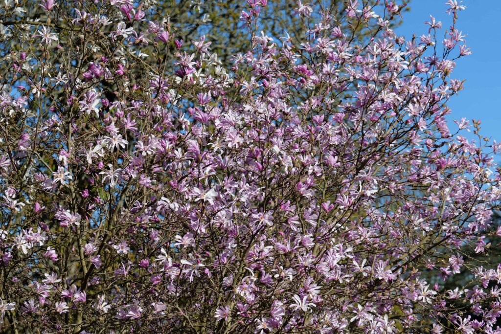 Perfect pink spring blooms overhead