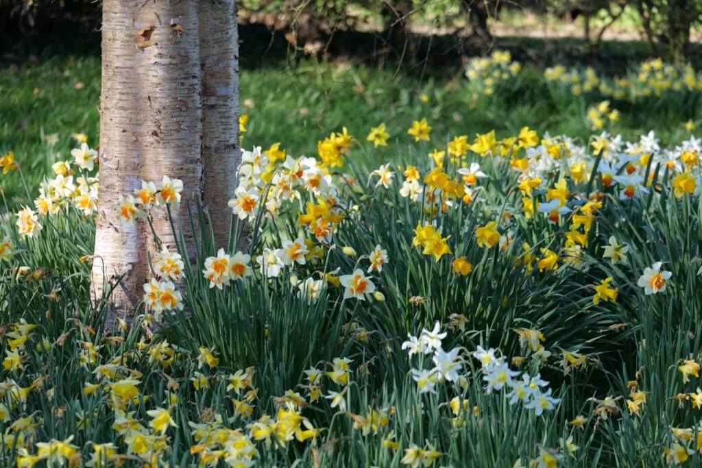 Different varieties of daffodils at Emmetts
