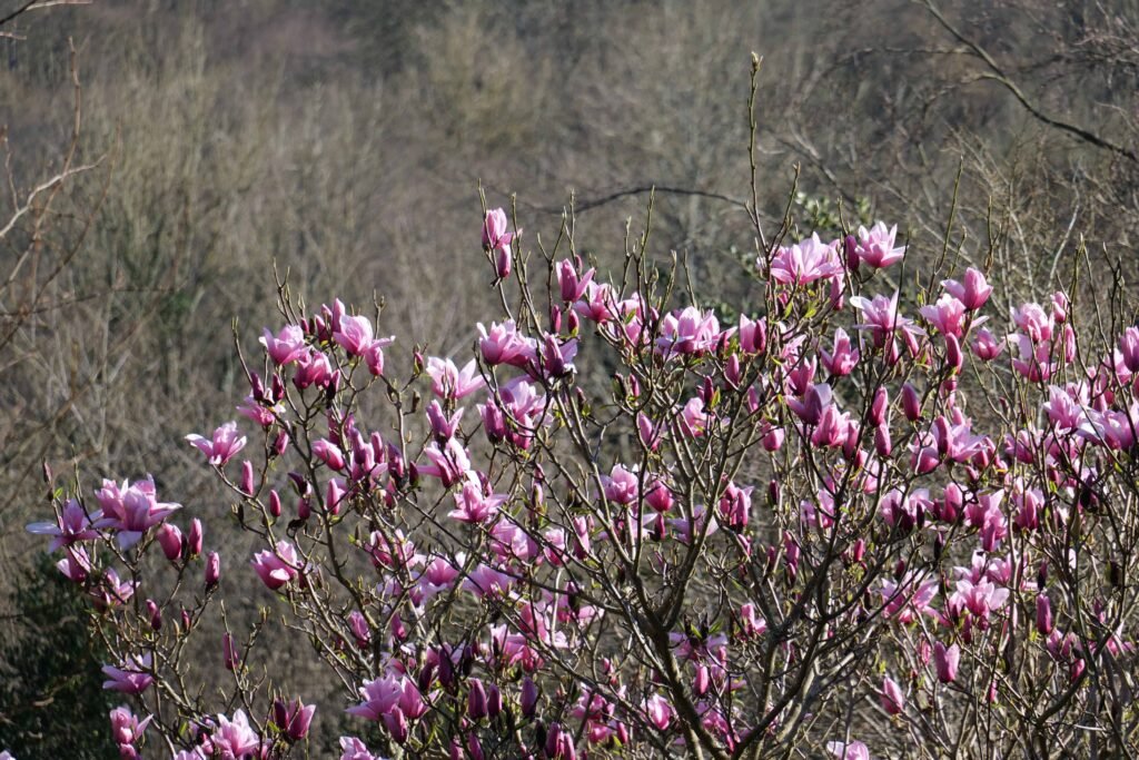 Blooming pink magnolia flowers in spring