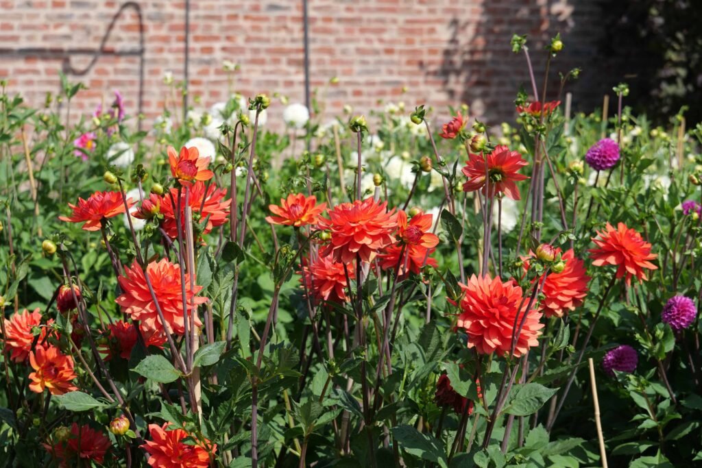 Beautiful flowers in the Walled Garden!