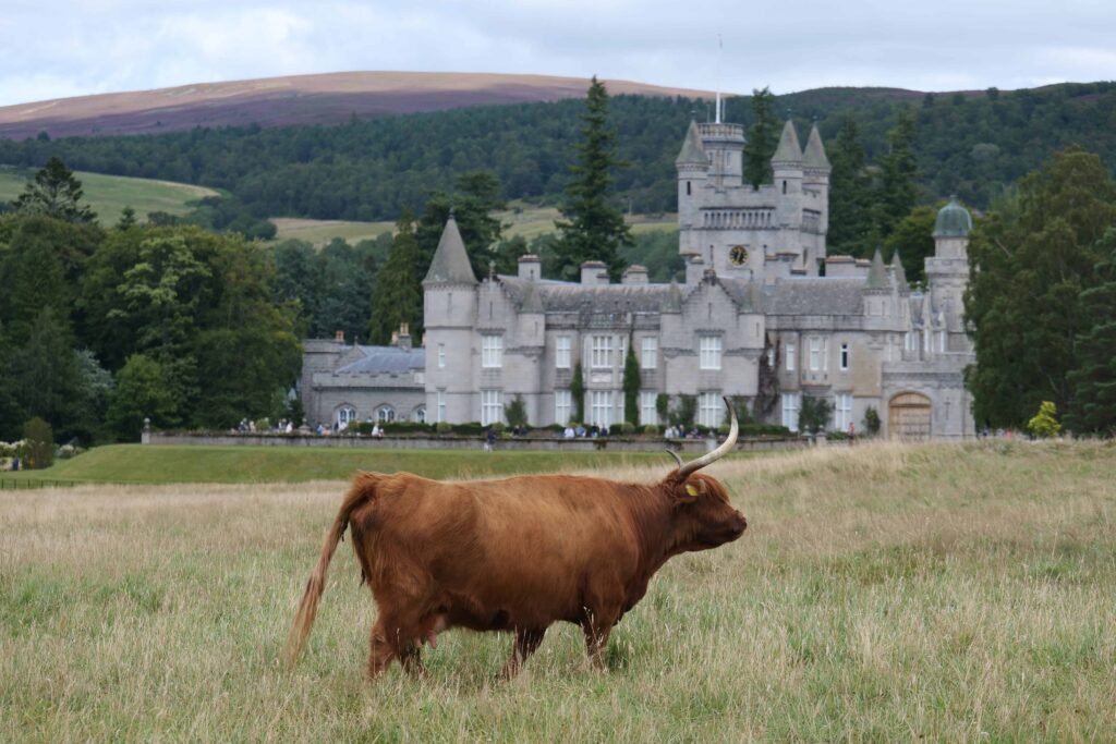 Highland Cows at Balmoral
