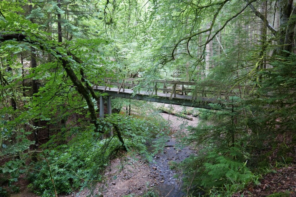 The spectacular woodland at Cawdor Castle is so nice for a walk!
