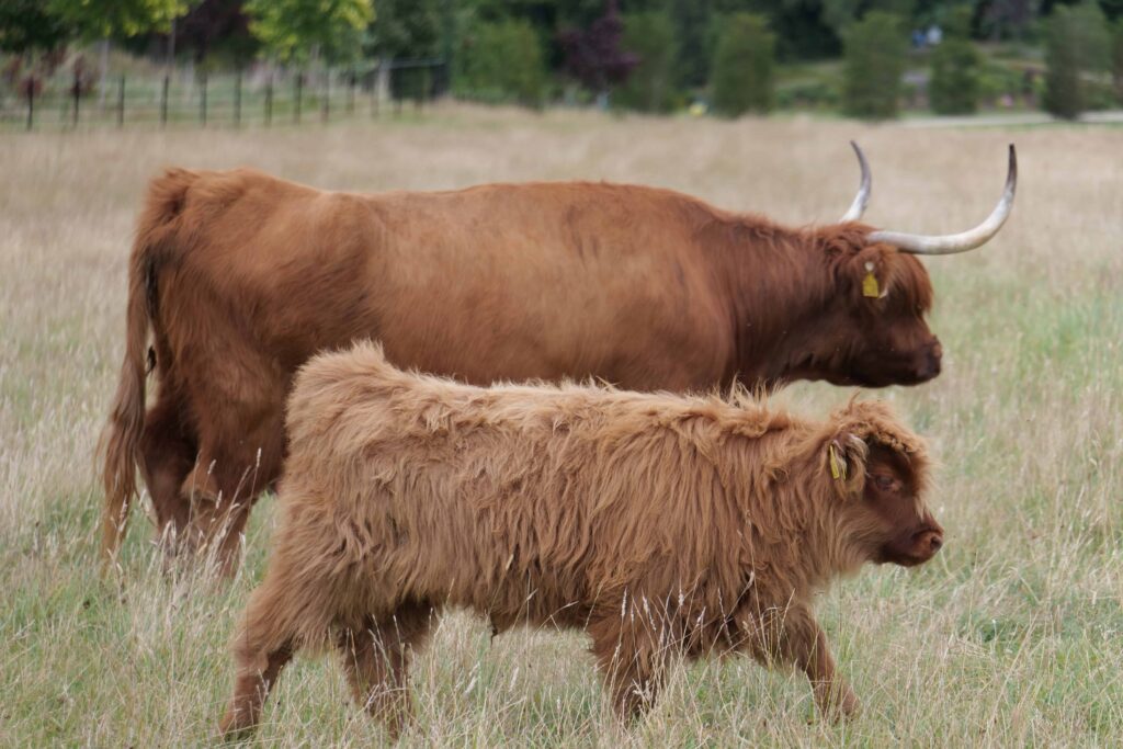 The most adorable baby Highland Cow at Balmoral!